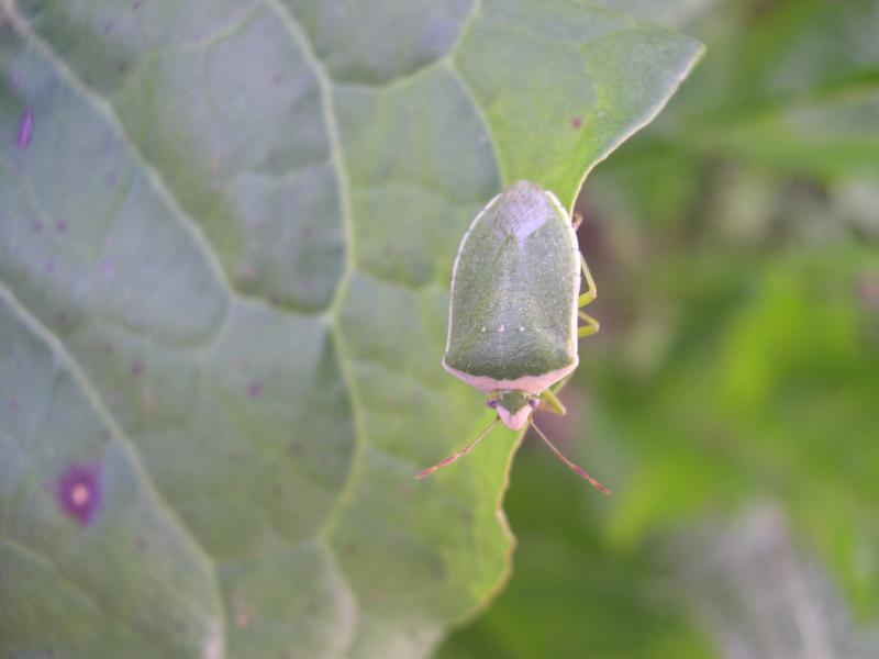 Primi incontri pasquali...bolognesi: Nezara viridula